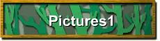 Pictures1